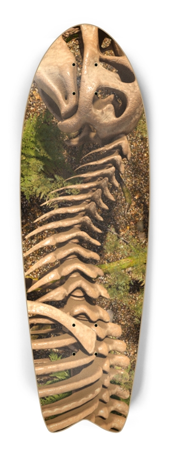 Tyrannosaurus Rex Skeleton