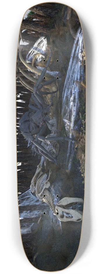 The Spiders Web Square Nose