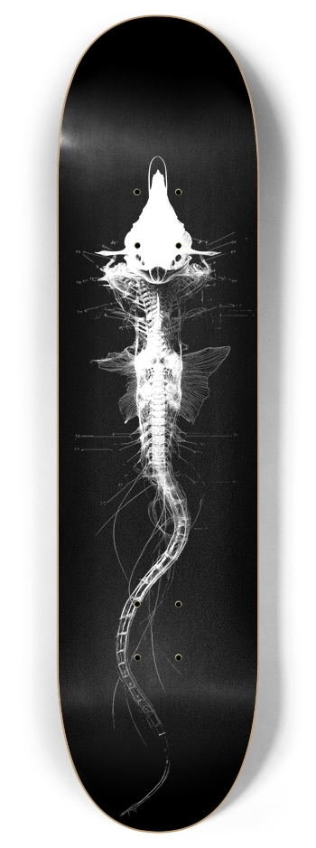 (White is wood) Alien Fish 8 Inch Skateboard Deck