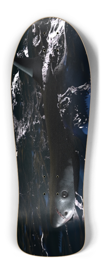 Shark in open waters