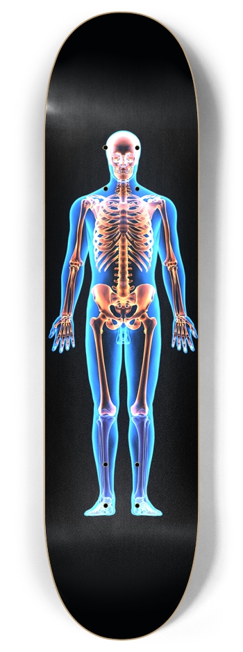 X-Ray Skeleton 
