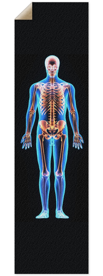 X-Ray Skeleton 