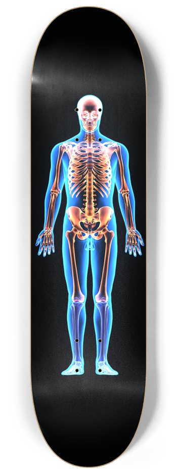 X-Ray Skeleton 