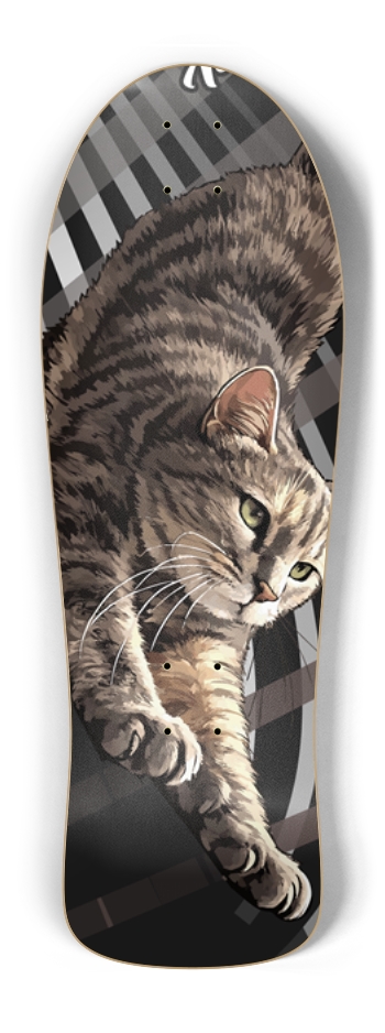 missy_cat